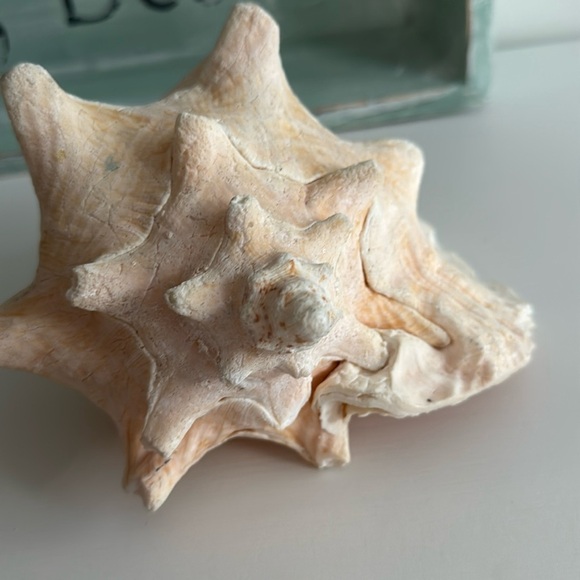 Queen Conch Shell Pink Interior Nautical Beach Decor Natural Sculpture - Picture 6 of 11